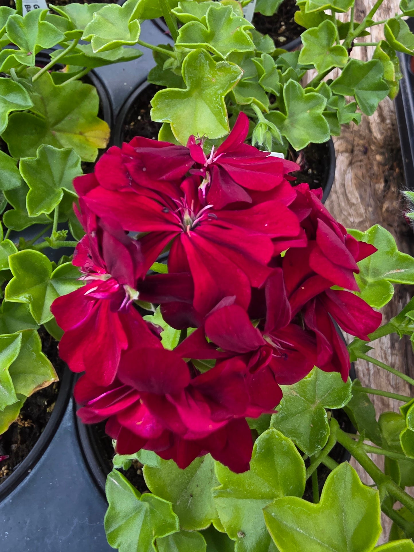 Geranium Ivy Great Balls of Fire Merlot