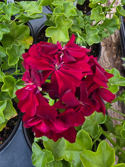 Geranium Ivy Great Balls of Fire Merlot