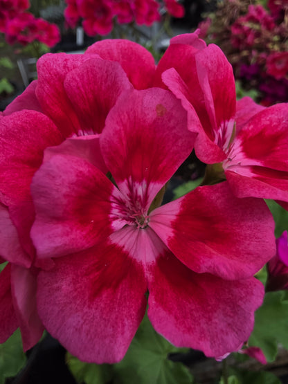 Geranium Calliope Medium Rose Mega Splash