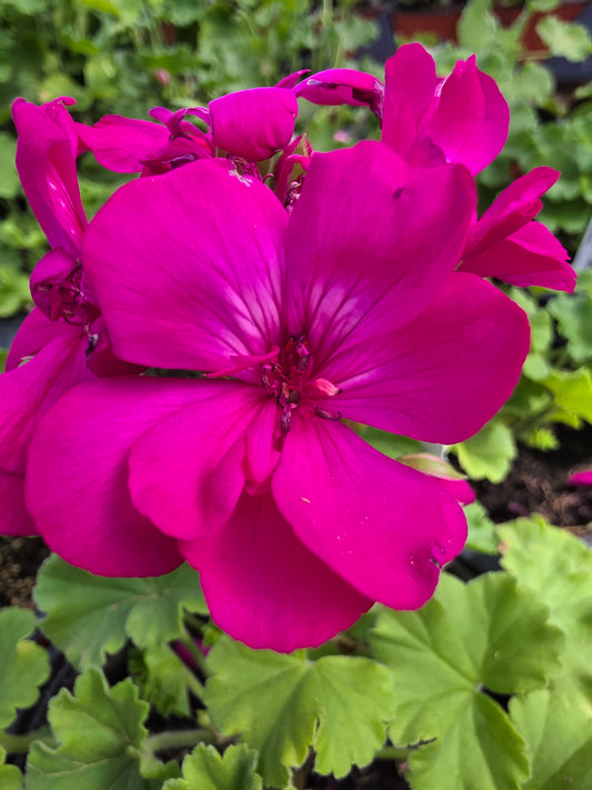Geranium Calliope Medium Deep Rose