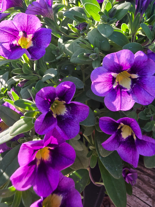 Calibrachoa Bumble Bee Blue