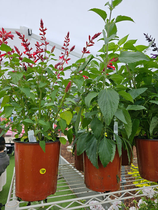 1 g de plantas rojas en maceta