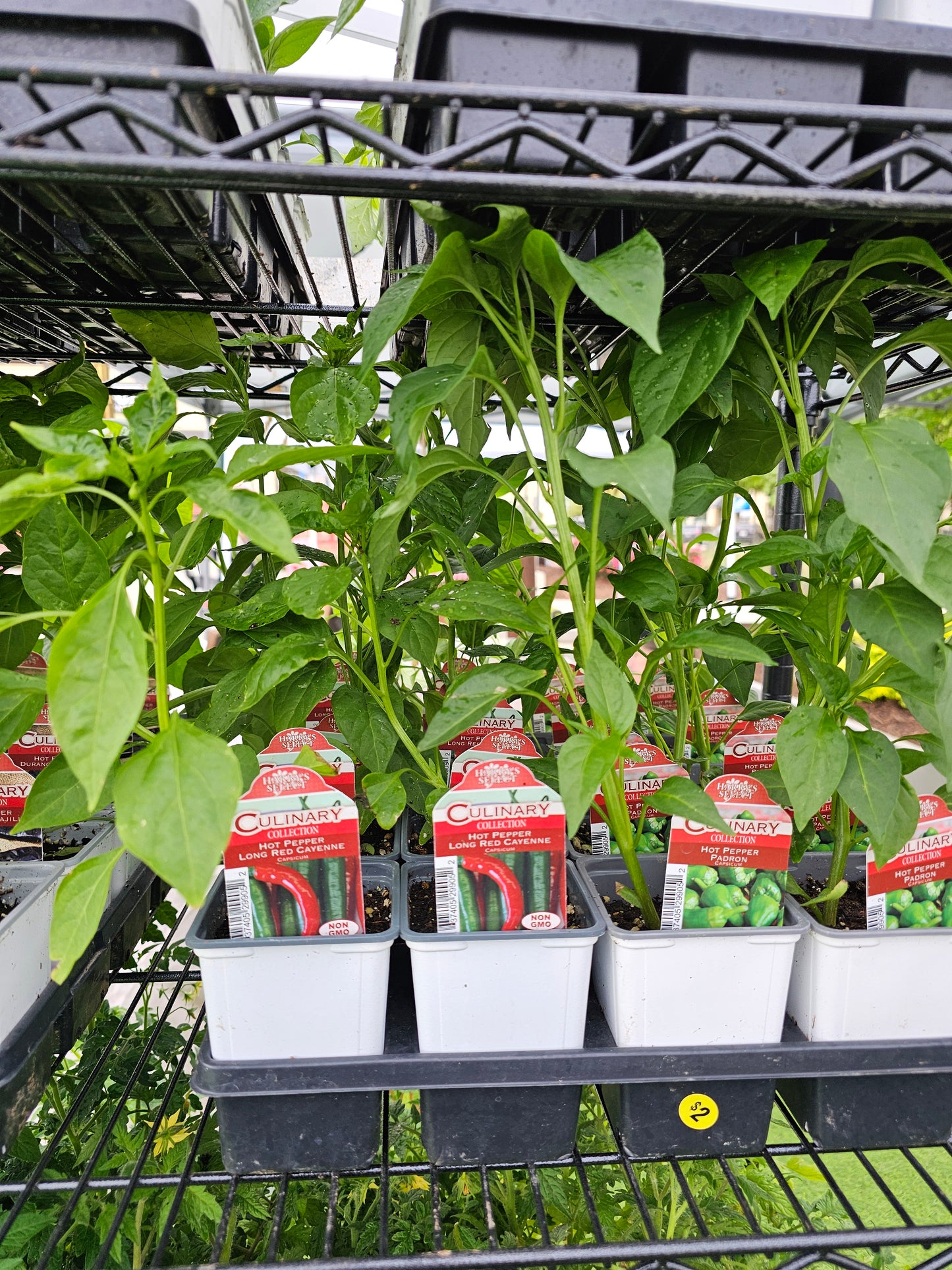 Plantas de hortalizas de 4"