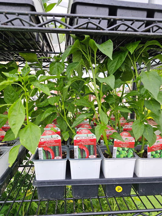 Plantas de hortalizas de 4"