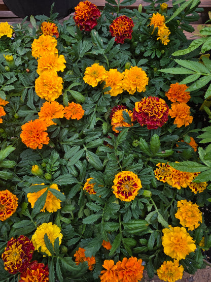 Paquete caliente francés de caléndula con colores mixtos