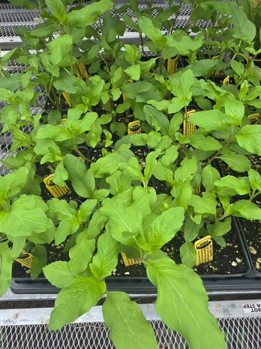 Mint Doublemint Organic