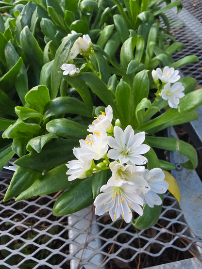 Lewisia Elise White