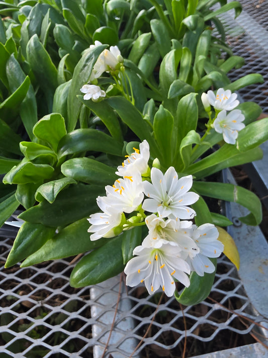 Lewisia Elise White