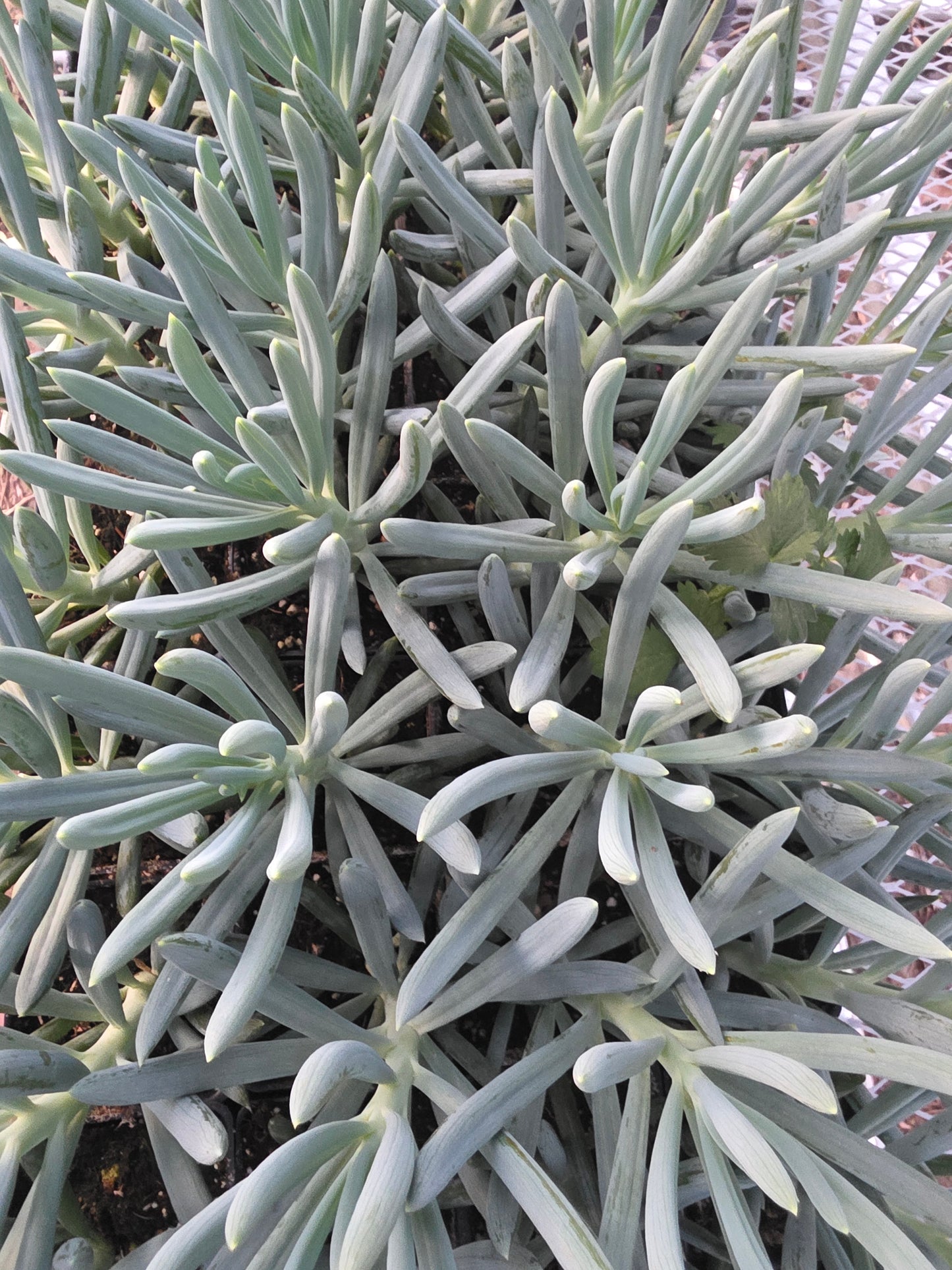 Senecio Mondraliscae (Blue Senecio)