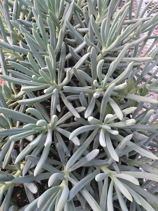 Senecio Mondraliscae (Blue Senecio)