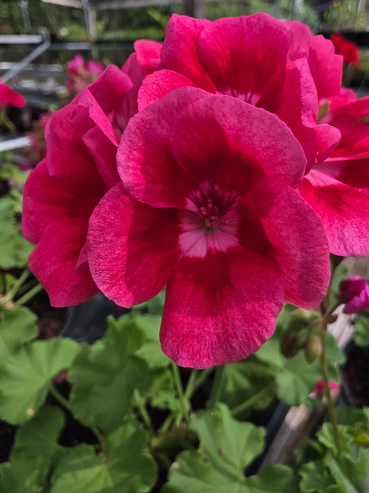 Geranium Calliope Medium Rose Mega Splash