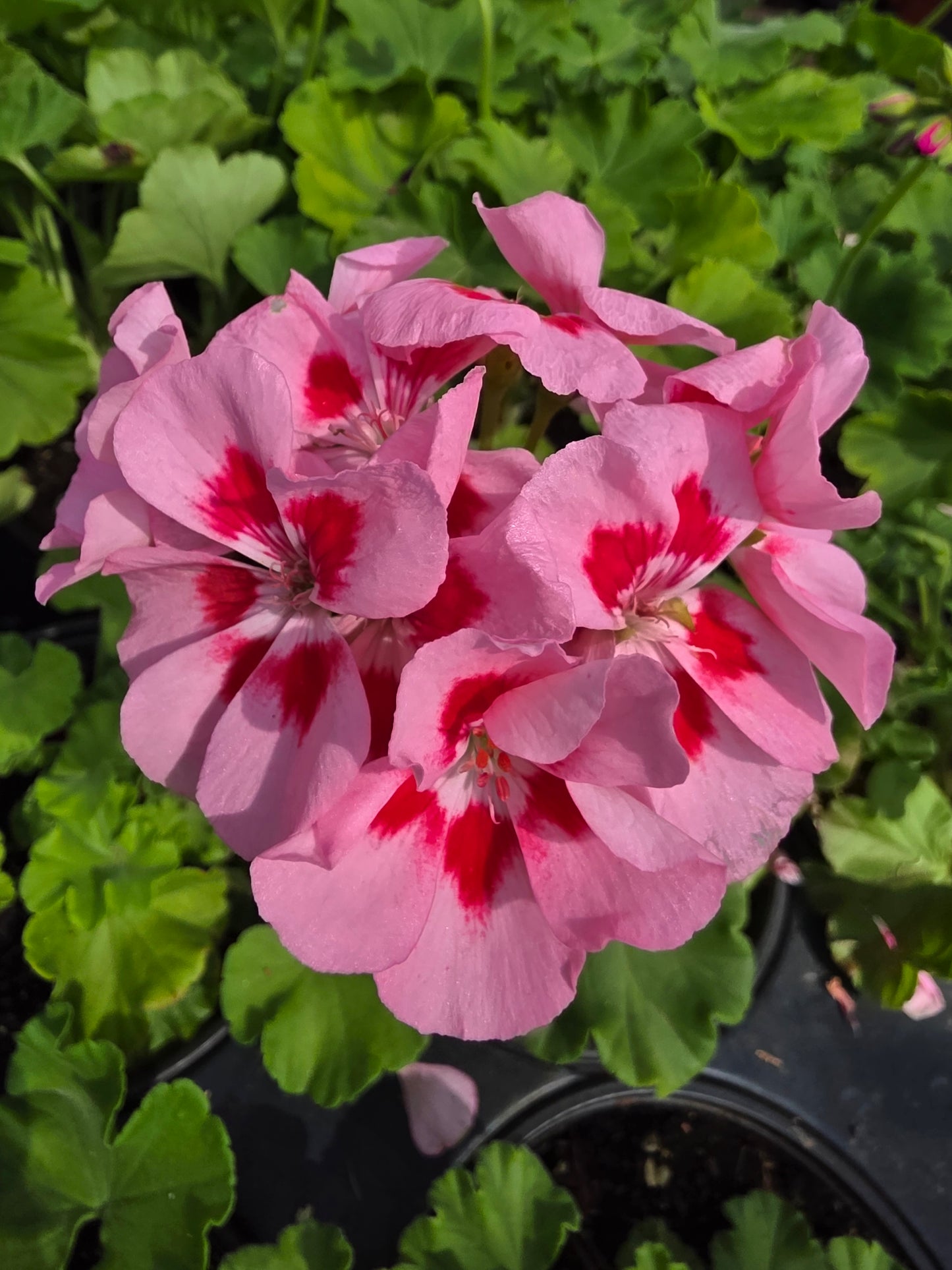 Geranium Calliope Medium Pink Flame