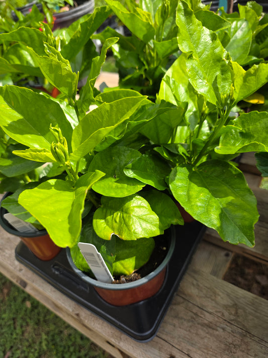 Hibiscus Tropical Tradewind Pina Colada