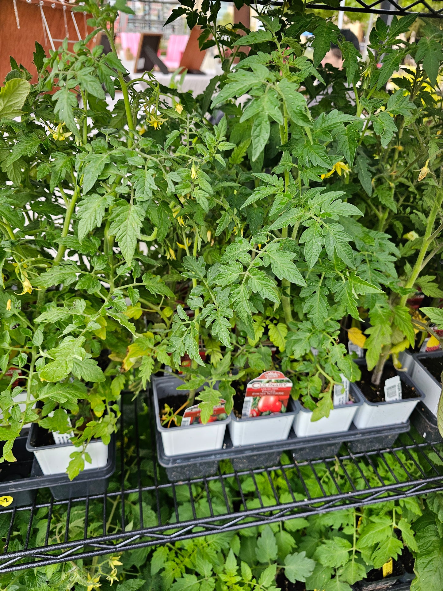 Plantas de hortalizas de 4"