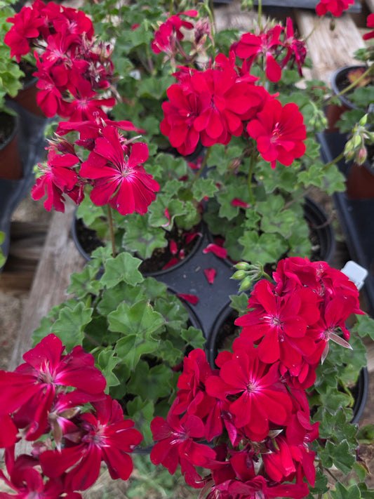 Geranium Ivy League Red