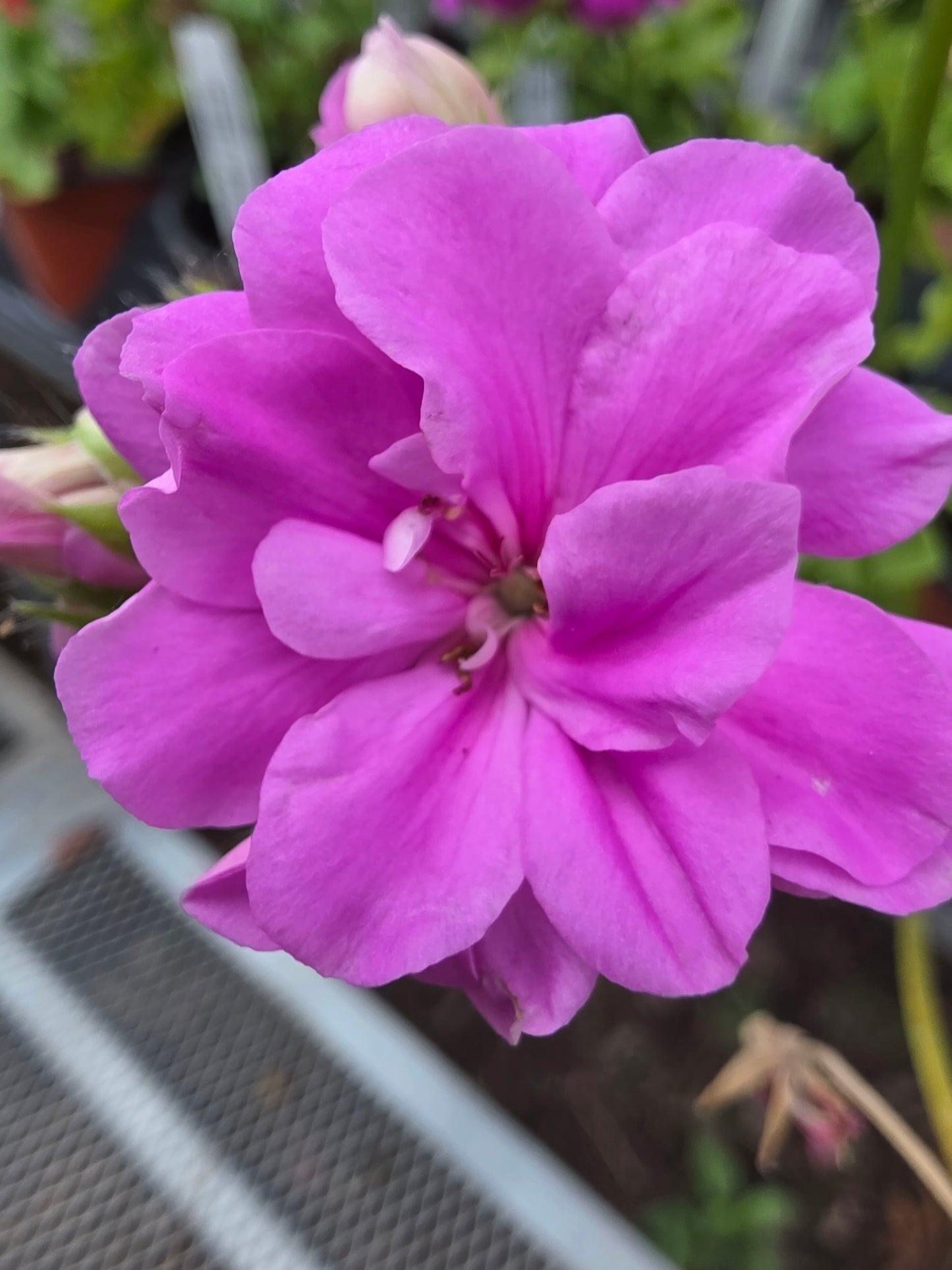 Geranium Ivy Great Balls of Fire lilac