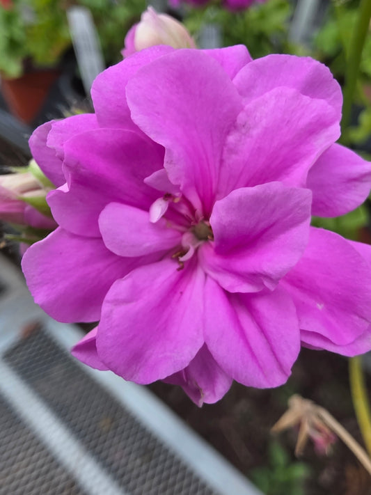 Geranium Ivy Great Balls of Fire lilac