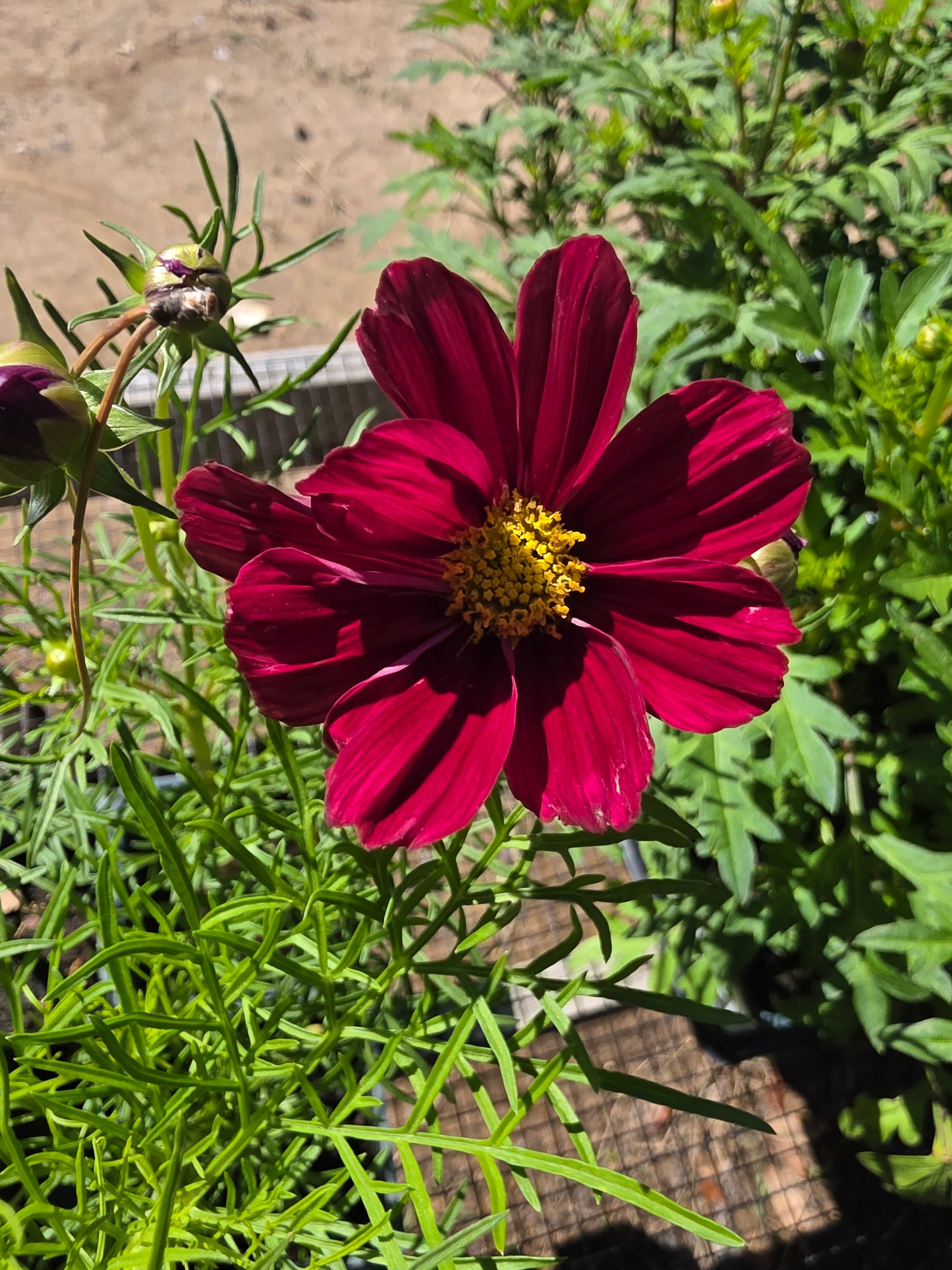 Cosmos Sonata