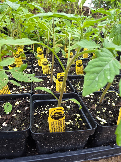 Tomate Roma Orgánico
