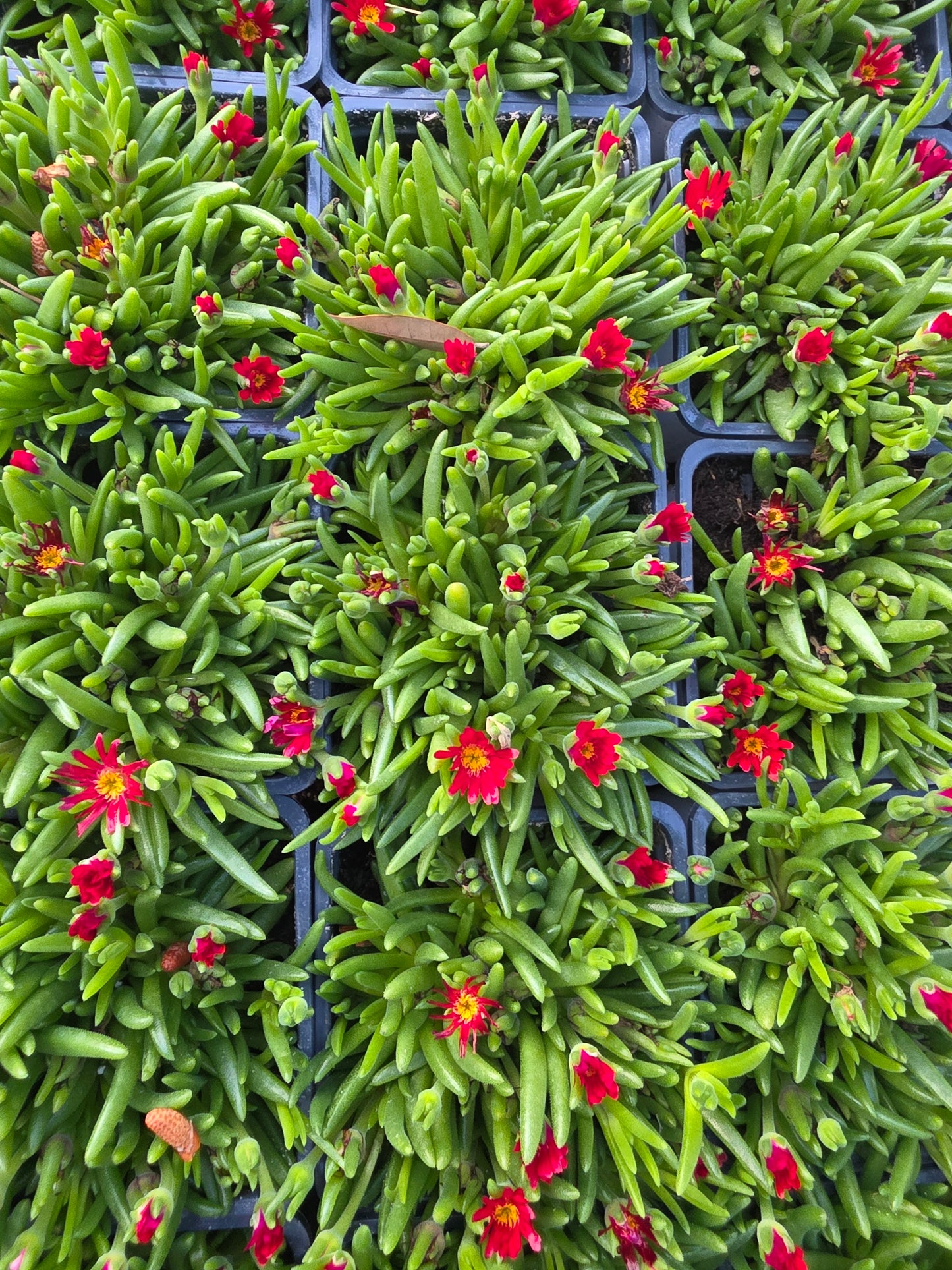 Delosperma Jewel of Desert Garnet (Ice Plant)