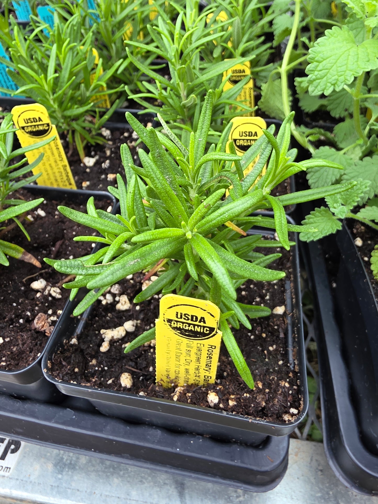 Rosemary Barbecue Organic