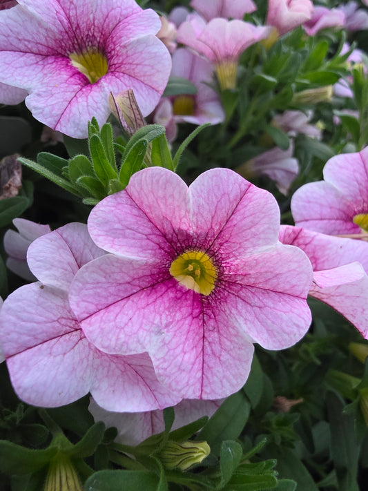 Calibrachoa Cabaret Strawberry Parfrait