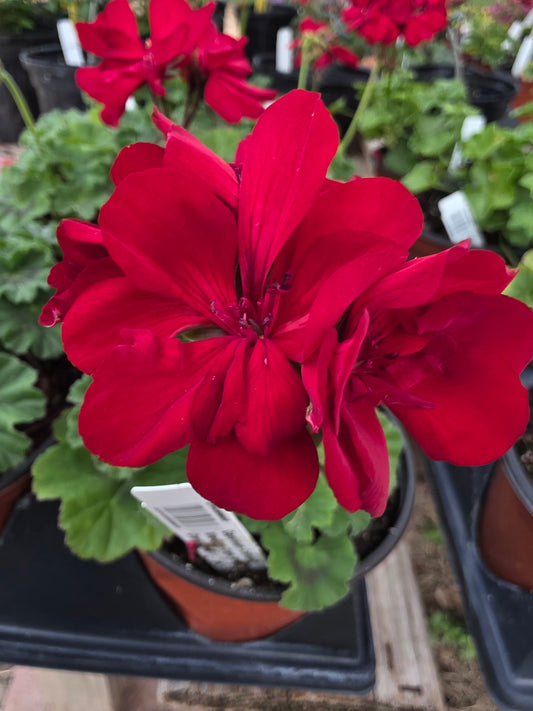 Geranium Calliope Medium Dark Red Dark Leaf
