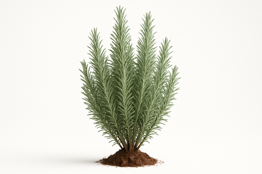 rosemary upright foxtail Show the entire, mature plant upright with true-to-type, healthy foliage, and in a small clump of natural soil. Use a solid, clean white background in a high-detail, fresh botanical catalog style for an online store.
