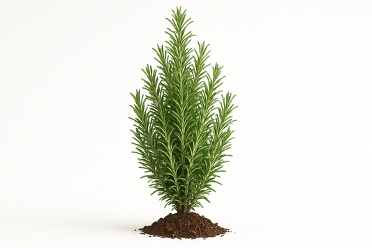 rosemary upright Salem Show the entire, mature plant upright with true-to-type, healthy foliage, and in a small clump of natural soil. Use a solid, clean white background in a high-detail, fresh botanical catalog style for an online store.
