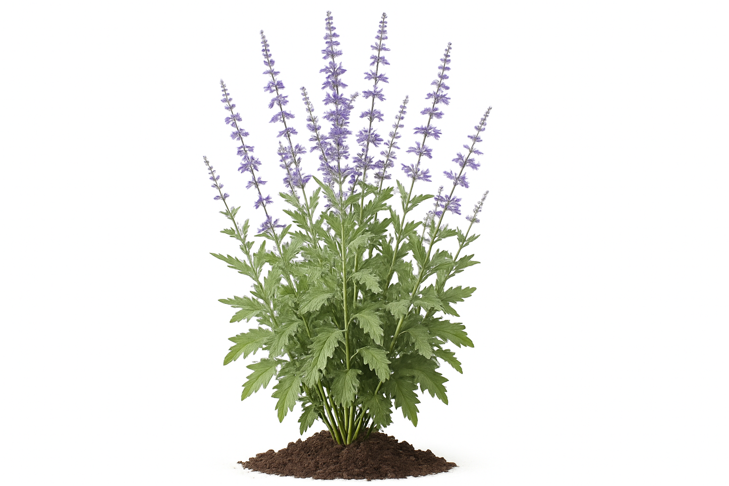 Russian sage Show the entire, mature plant upright with true-to-type, healthy foliage, and in a small clump of natural soil. Use a solid, clean white background in a high-detail, fresh botanical catalog style for an online store.
