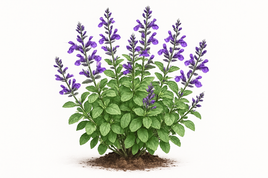 sage Henry duelberg Show the entire, mature plant upright with true-to-type, healthy foliage, and in a small clump of natural soil. Use a solid, clean white background in a high-detail, fresh botanical catalog style for an online store.
