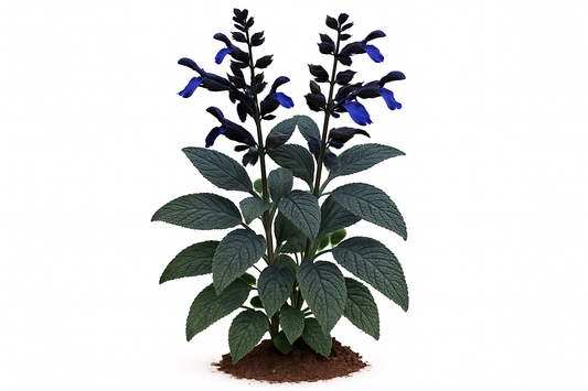 sage majectic black & blue Show the entire, mature plant upright with true-to-type, healthy foliage, and in a small clump of natural soil. Use a solid, clean white background in a high-detail, fresh botanical catalog style for an online store.
