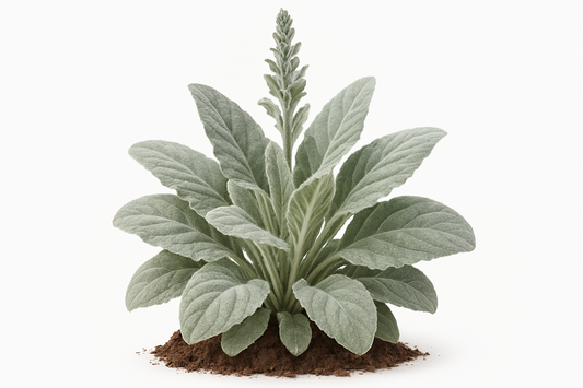 sage mealy blue Show the entire, mature plant upright with true-to-type, healthy foliage, and in a small clump of natural soil. Use a solid, clean white background in a high-detail, fresh botanical catalog style for an online store.