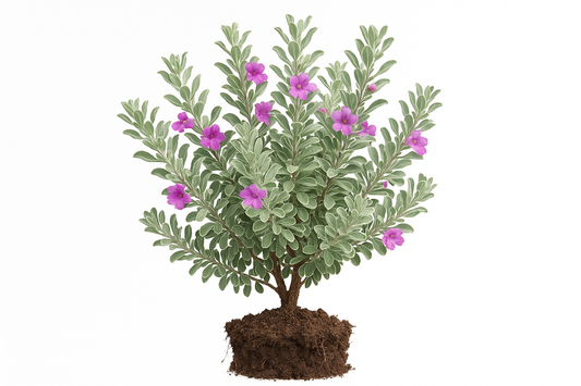 sage Mexican bush Show the entire, mature plant upright with true-to-type, healthy foliage, and in a small clump of natural soil. Use a solid, clean white background in a high-detail, fresh botanical catalog style for an online store.
