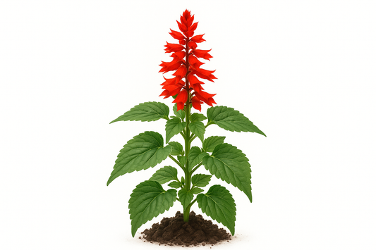sage scarlet/tropical Show the entire, mature plant upright with true-to-type, healthy foliage, and in a small clump of natural soil. Use a solid, clean white background in a high-detail, fresh botanical catalog style for an online store.
