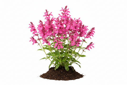 Sage, Pink Organic ( Salvia Greggii)