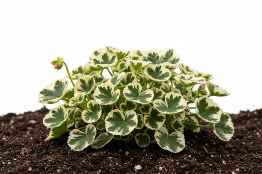 Geramio perfumado: surtido