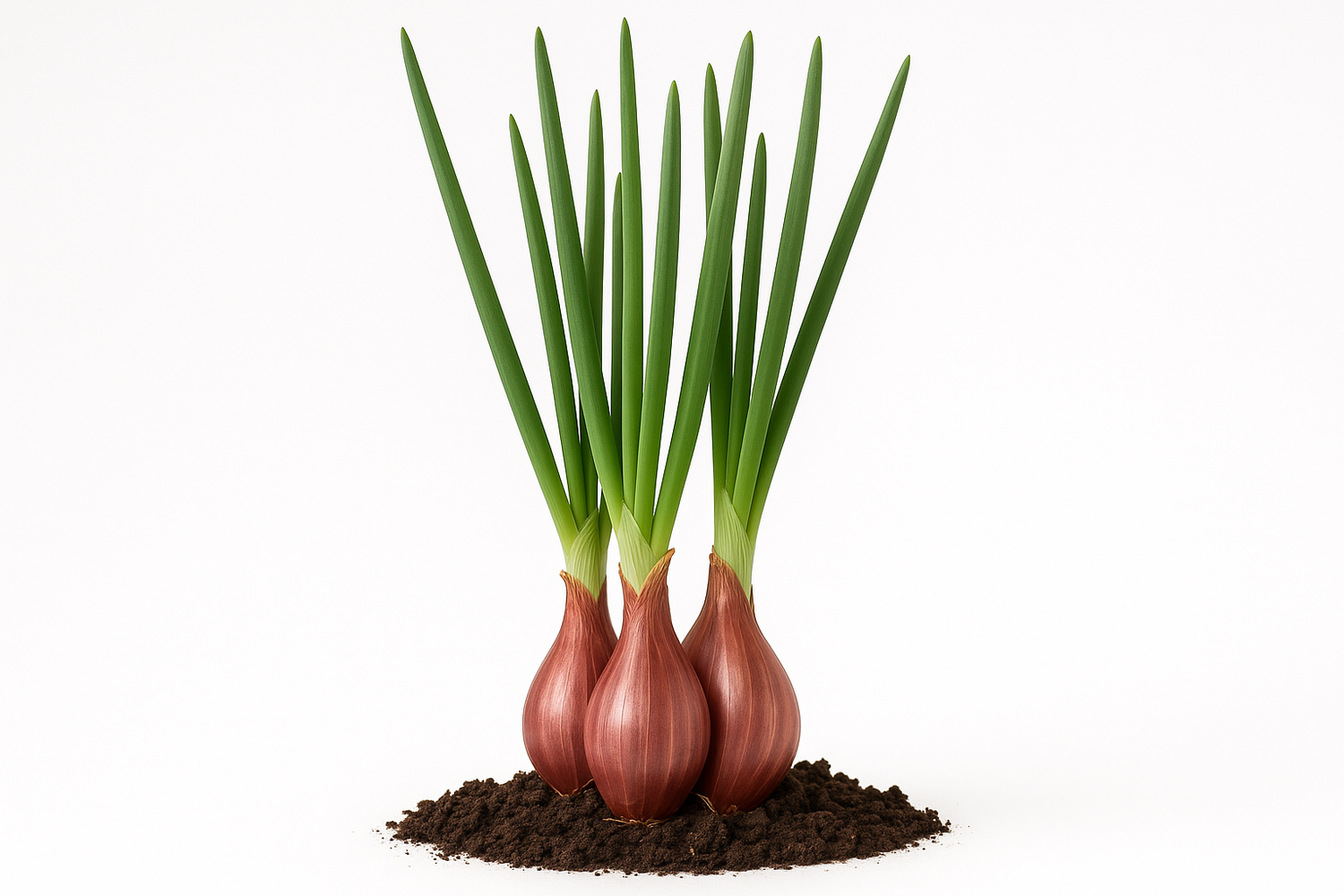 Shallot Camelot Show the entire, mature plant upright with true-to-type, healthy foliage, the edible part visible, and in a small clump of natural soil. Use a solid, clean white background in a high-detail, fresh botanical catalog style for an online store.
Also show a close-up of the mature edible part (such as fruit, leaf, head, or flower) alone, on the same solid white background with accurate color, texture, and premium, fresh-picked appearance.
