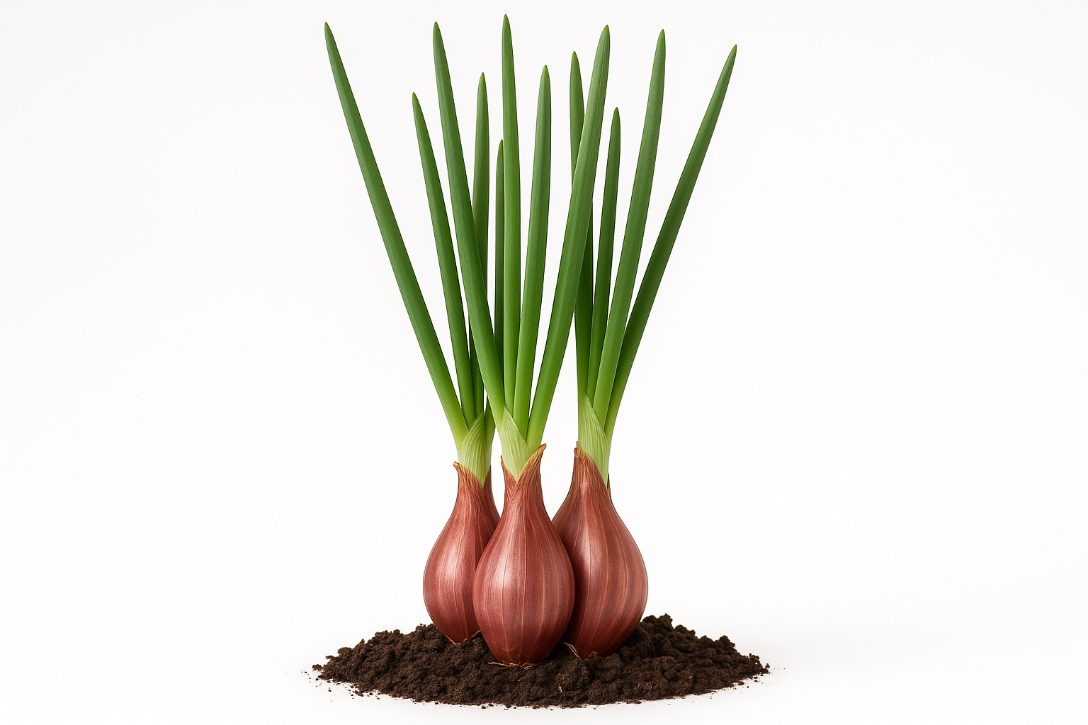 Shallot Camelot Show the entire, mature plant upright with true-to-type, healthy foliage, the edible part visible, and in a small clump of natural soil. Use a solid, clean white background in a high-detail, fresh botanical catalog style for an online store.
Also show a close-up of the mature edible part (such as fruit, leaf, head, or flower) alone, on the same solid white background with accurate color, texture, and premium, fresh-picked appearance.
