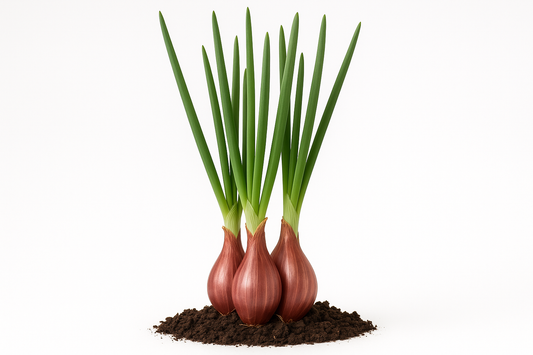 Shallot Camelot Show the entire, mature plant upright with true-to-type, healthy foliage, the edible part visible, and in a small clump of natural soil. Use a solid, clean white background in a high-detail, fresh botanical catalog style for an online store.
Also show a close-up of the mature edible part (such as fruit, leaf, head, or flower) alone, on the same solid white background with accurate color, texture, and premium, fresh-picked appearance.
