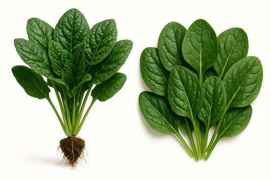 Spinach Space Show the entire, mature plant upright with true-to-type, healthy foliage, the edible part visible, and in a small clump of natural soil. Use a solid, clean white background in a high-detail, fresh botanical catalog style for an online store.
Also show a close-up of the mature edible part (such as fruit, leaf, head, or flower) alone, on the same solid white background with accurate color, texture, and premium, fresh-picked appearance.
