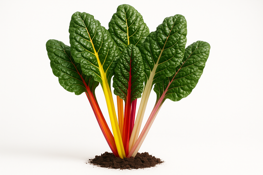 Swiss Chard Bright Lights Show the entire, mature plant upright with true-to-type, healthy foliage, the edible part visible, and in a small clump of natural soil. Use a solid, clean white background in a high-detail, fresh botanical catalog style for an online store.
Also show a close-up of the mature edible part (such as fruit, leaf, head, or flower) alone, on the same solid white background with accurate color, texture, and premium, fresh-picked appearance.
