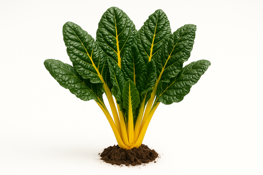 Swiss Chard El Dorado Show the entire, mature plant upright with true-to-type, healthy foliage, the edible part visible, and in a small clump of natural soil. Use a solid, clean white background in a high-detail, fresh botanical catalog style for an online store.
Also show a close-up of the mature edible part (such as fruit, leaf, head, or flower) alone, on the same solid white background with accurate color, texture, and premium, fresh-picked appearance.
