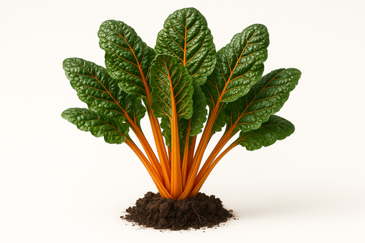 Swiss Chard Fantasia Orange Show the entire, mature plant upright with true-to-type, healthy foliage, the edible part visible, and in a small clump of natural soil. Use a solid, clean white background in a high-detail, fresh botanical catalog style for an online store.
Also show a close-up of the mature edible part (such as fruit, leaf, head, or flower) alone, on the same solid white background with accurate color, texture, and premium, fresh-picked appearance.
