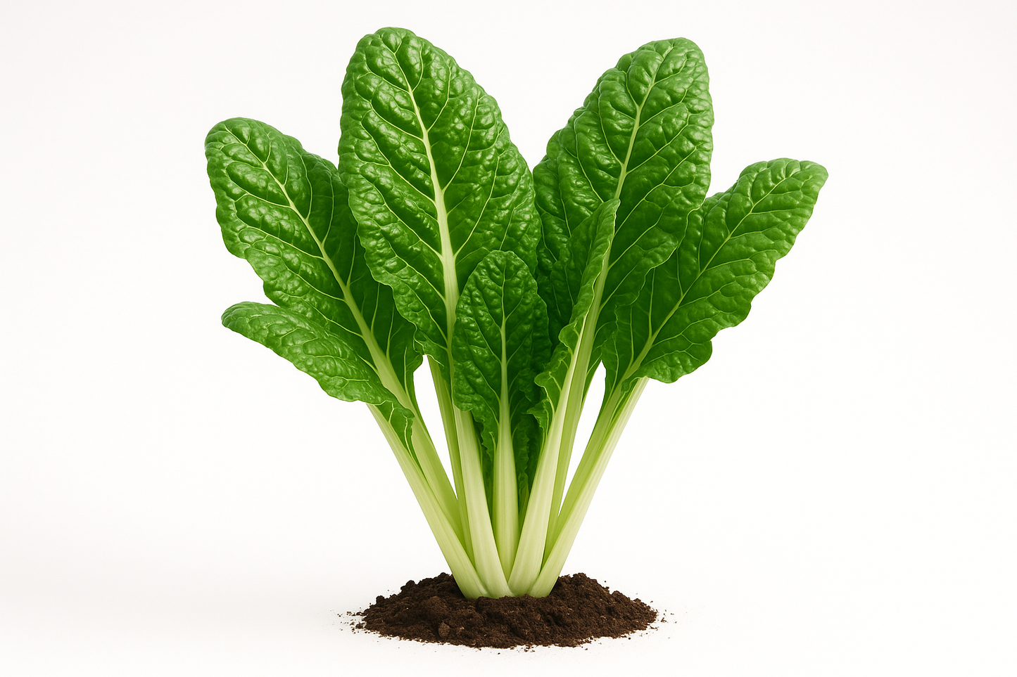 Swiss Chard Fordhook Giant Show the entire, mature plant upright with true-to-type, healthy foliage, the edible part visible, and in a small clump of natural soil. Use a solid, clean white background in a high-detail, fresh botanical catalog style for an online store.
Also show a close-up of the mature edible part (such as fruit, leaf, head, or flower) alone, on the same solid white background with accurate color, texture, and premium, fresh-picked appearance.
