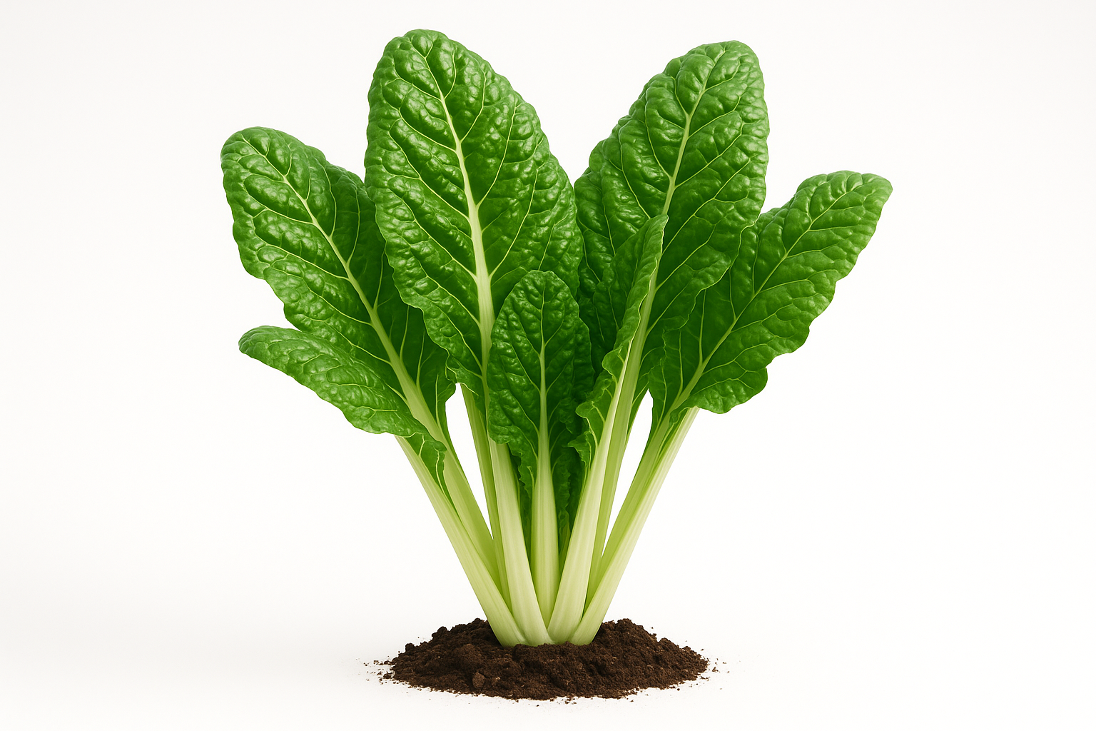 Swiss Chard Fordhook Giant Show the entire, mature plant upright with true-to-type, healthy foliage, the edible part visible, and in a small clump of natural soil. Use a solid, clean white background in a high-detail, fresh botanical catalog style for an online store.
Also show a close-up of the mature edible part (such as fruit, leaf, head, or flower) alone, on the same solid white background with accurate color, texture, and premium, fresh-picked appearance.
