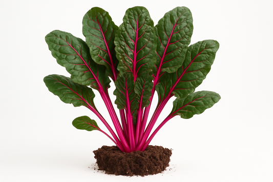 Swiss Chard Magenta Sunset Show the entire, mature plant upright with true-to-type, healthy foliage, the edible part visible, and in a small clump of natural soil. Use a solid, clean white background in a high-detail, fresh botanical catalog style for an online store.
Also show a close-up of the mature edible part (such as fruit, leaf, head, or flower) alone, on the same solid white background with accurate color, texture, and premium, fresh-picked appearance.
