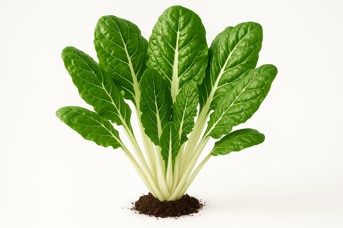 Swiss Chard Peppermint Show the entire, mature plant upright with true-to-type, healthy foliage, the edible part visible, and in a small clump of natural soil. Use a solid, clean white background in a high-detail, fresh botanical catalog style for an online store.
Also show a close-up of the mature edible part (such as fruit, leaf, head, or flower) alone, on the same solid white background with accurate color, texture, and premium, fresh-picked appearance.
