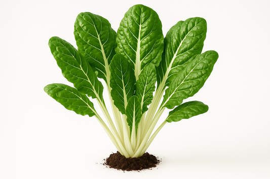 Swiss Chard Peppermint Show the entire, mature plant upright with true-to-type, healthy foliage, the edible part visible, and in a small clump of natural soil. Use a solid, clean white background in a high-detail, fresh botanical catalog style for an online store.
Also show a close-up of the mature edible part (such as fruit, leaf, head, or flower) alone, on the same solid white background with accurate color, texture, and premium, fresh-picked appearance.
