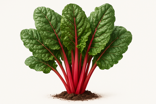 Swiss Chard Rhubarb Show the entire, mature plant upright with true-to-type, healthy foliage, the edible part visible, and in a small clump of natural soil. Use a solid, clean white background in a high-detail, fresh botanical catalog style for an online store.
Also show a close-up of the mature edible part (such as fruit, leaf, head, or flower) alone, on the same solid white background with accurate color, texture, and premium, fresh-picked appearance.
